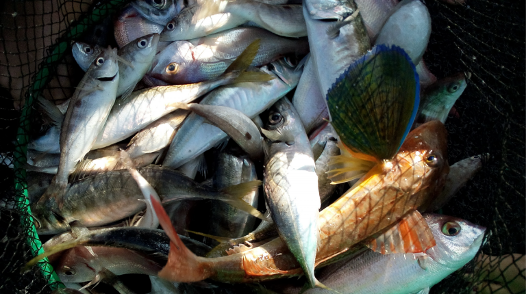 Rete da pesca piena di pesci di specie diverse, si tratta di una foto che mostra i vari tipi di morfologia dei pesci