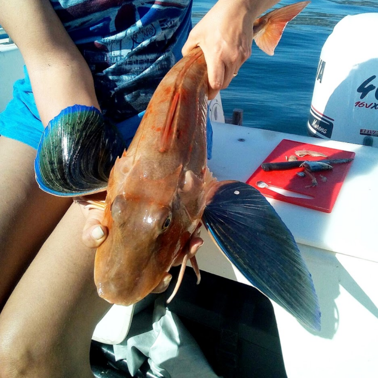 Foto di una gallinella di mare pescata con una canna da pesca