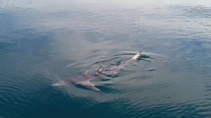 Gli squali sono presenti anche nel nostro mare. La foto rappresenta una verdesca fotografata da una dei nostri soci e la si vede in superficie con le pinne fuori dall'acqua.