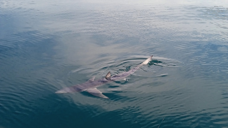 Gli squali sono presenti anche nel nostro mare. La foto rappresenta una verdesca fotografata da una dei nostri soci e la si vede in superficie con le pinne fuori dall'acqua.