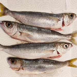 Foto di quattro esemplari di una specie di pesci tipica del Golfo di Trieste: la boga